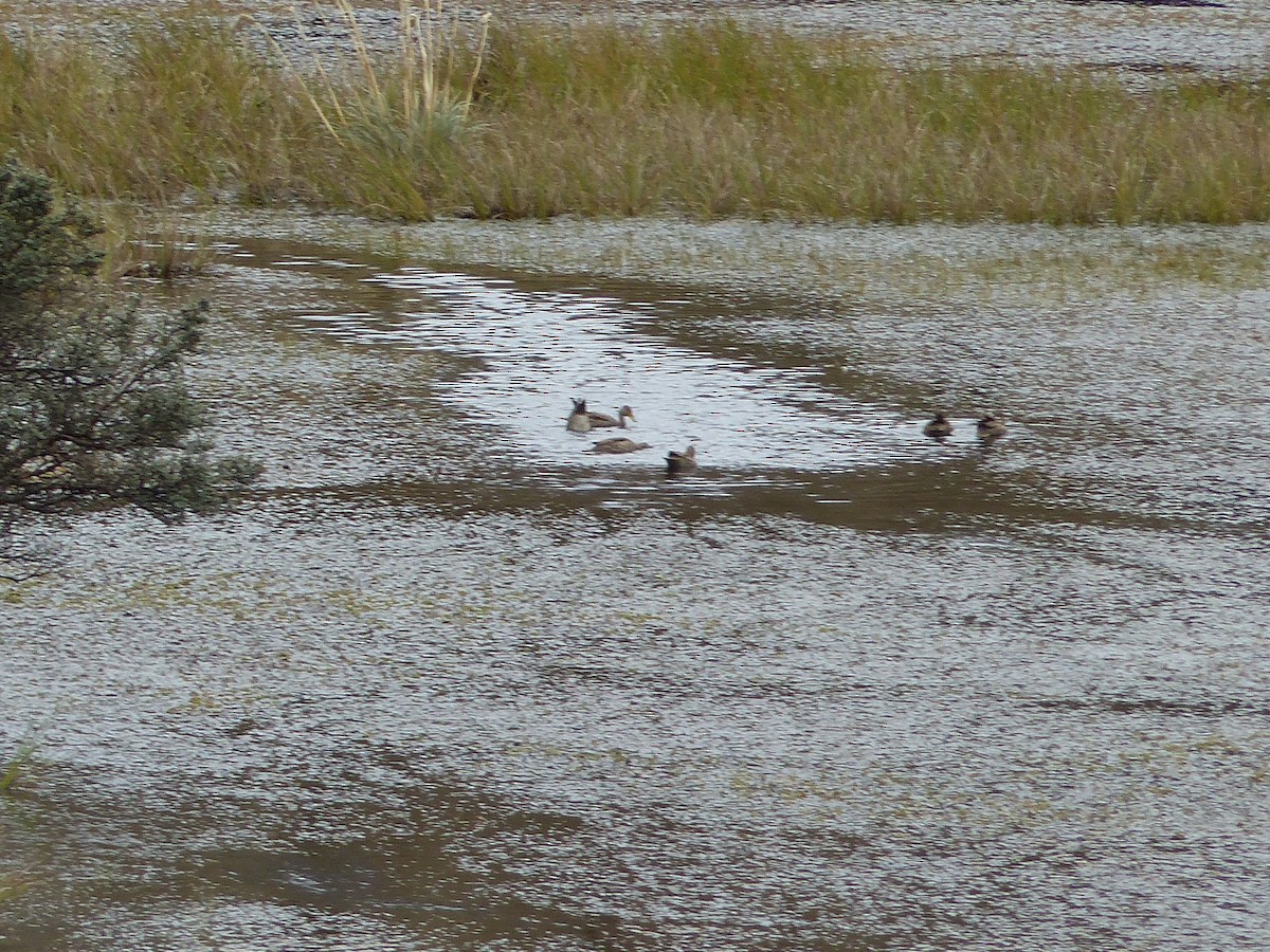 Yellow-billed Pintail - ML645205967
