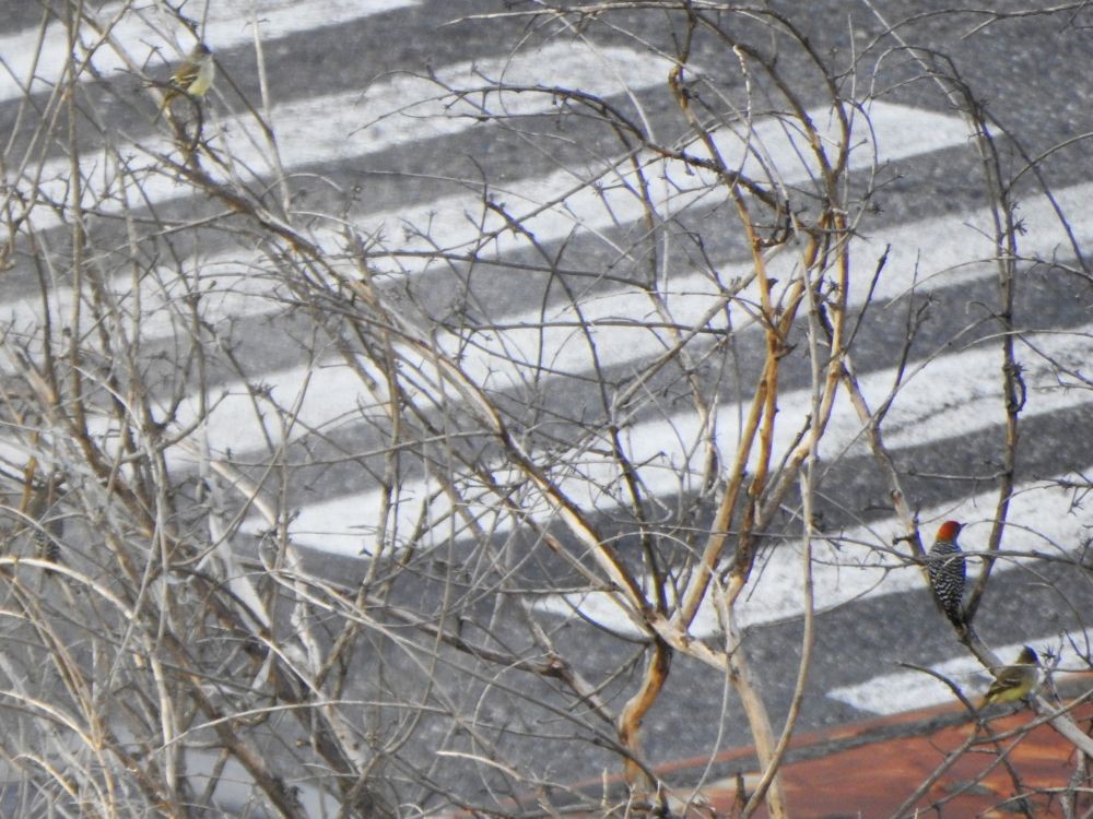 Желтобрюхая эления - ML645205969