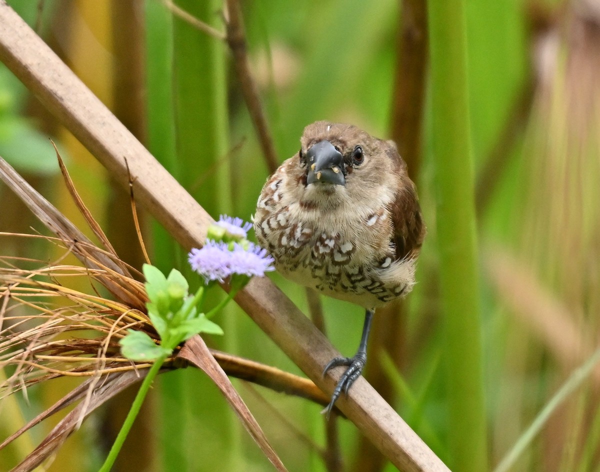 מוניה מפוספסת-חזה - ML645205972