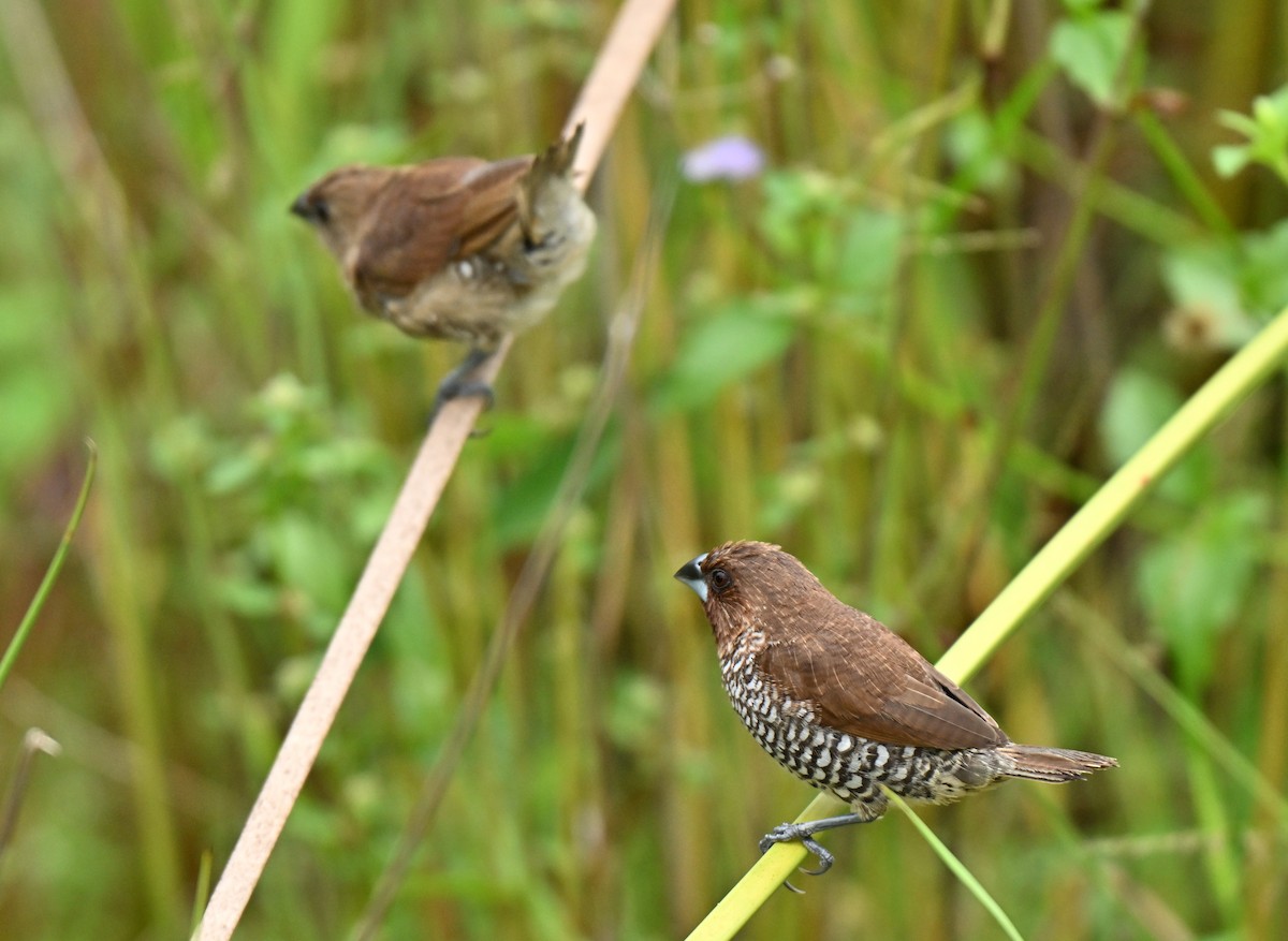 מוניה מפוספסת-חזה - ML645205973