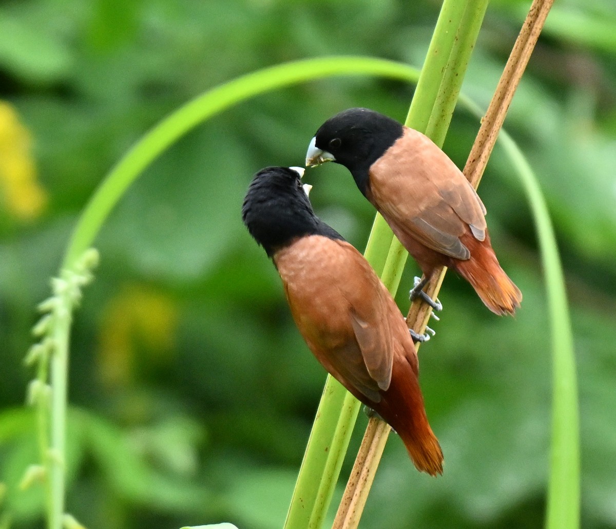 Chestnut Munia - ML645205995