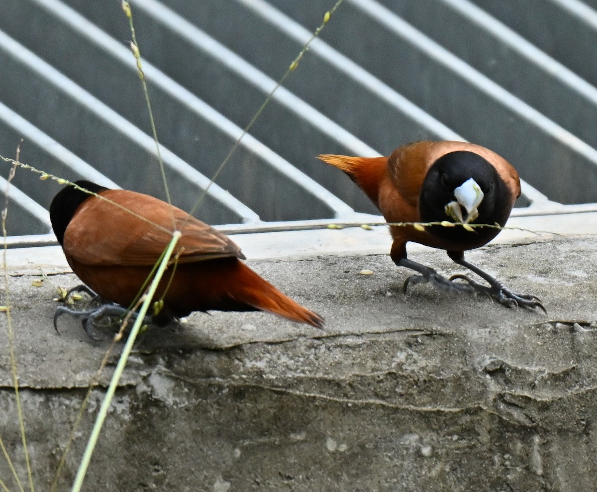 Chestnut Munia - ML645205996