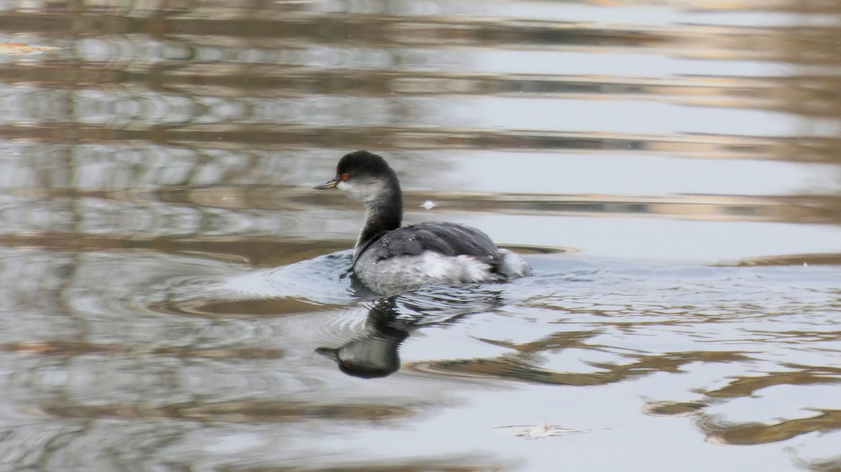 Eared Grebe - ML645206012
