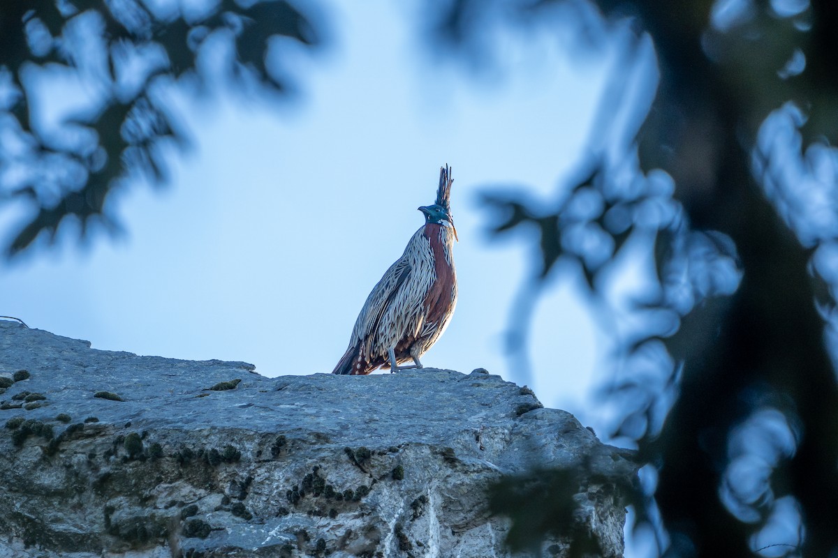 bažant chocholatý - ML645206030