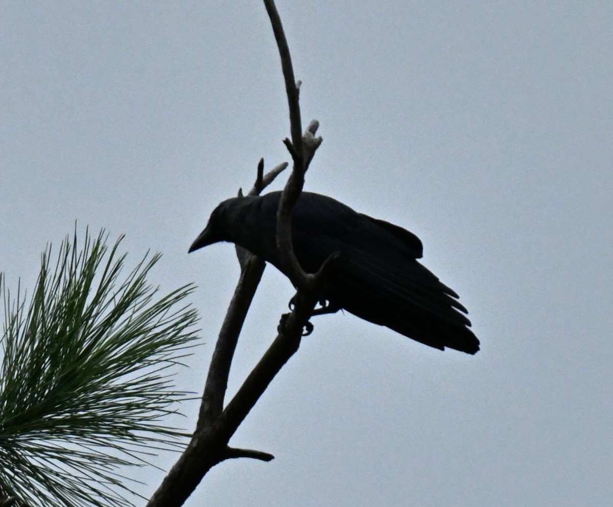 עורב הודי - ML645206038