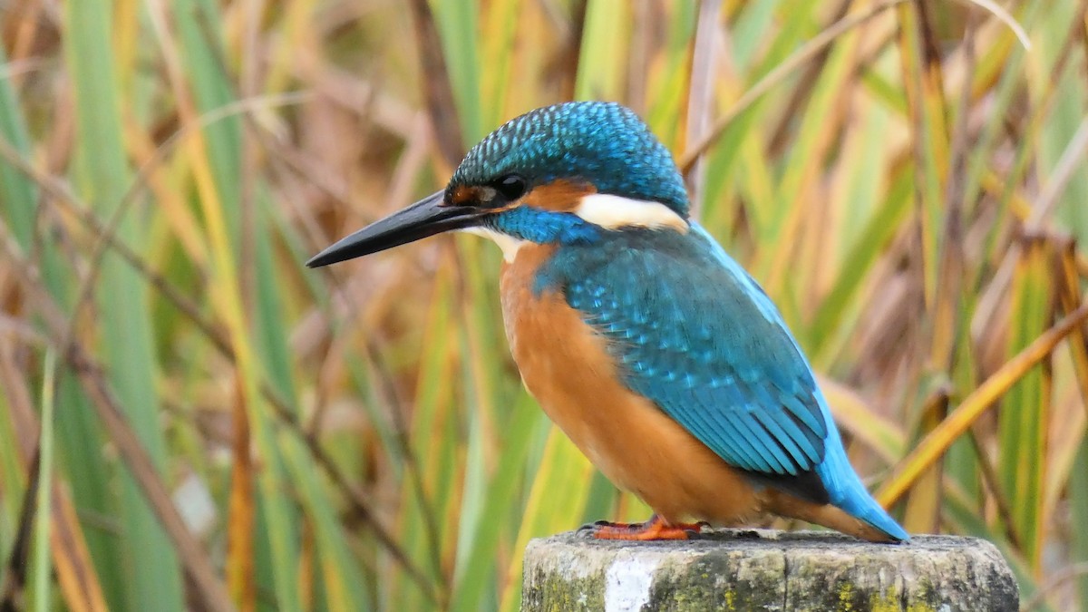 Common Kingfisher - ML645206050