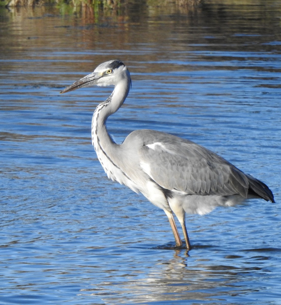 Gray Heron - ML645206062