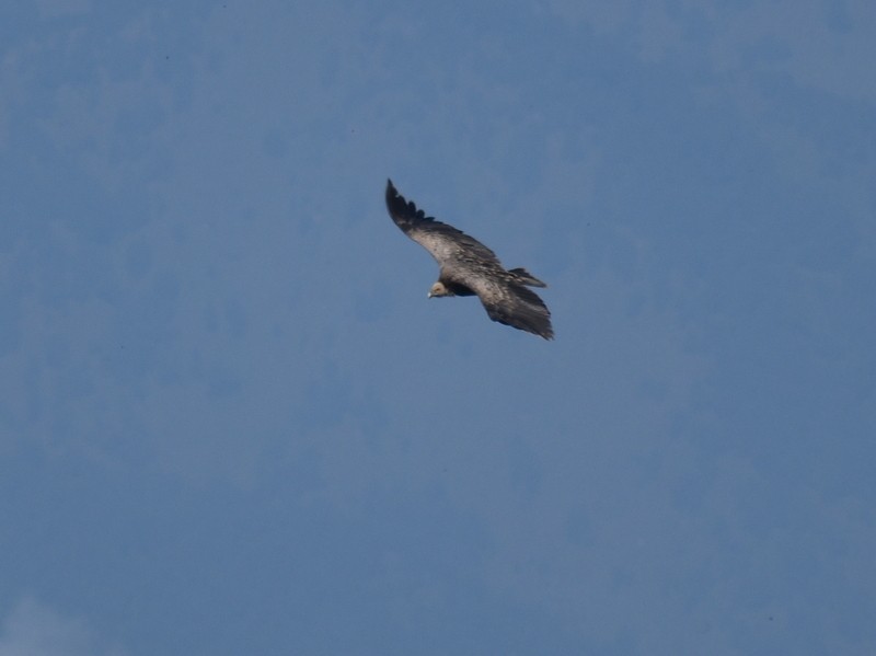 Vautour de l'Himalaya - ML645206077