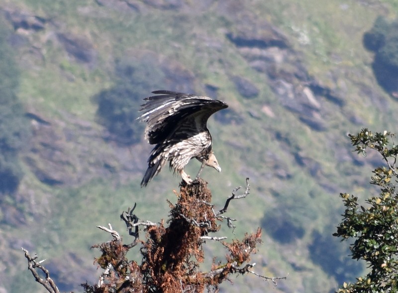 Vautour de l'Himalaya - ML645206078