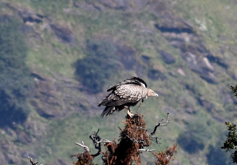 Vautour de l'Himalaya - ML645206079