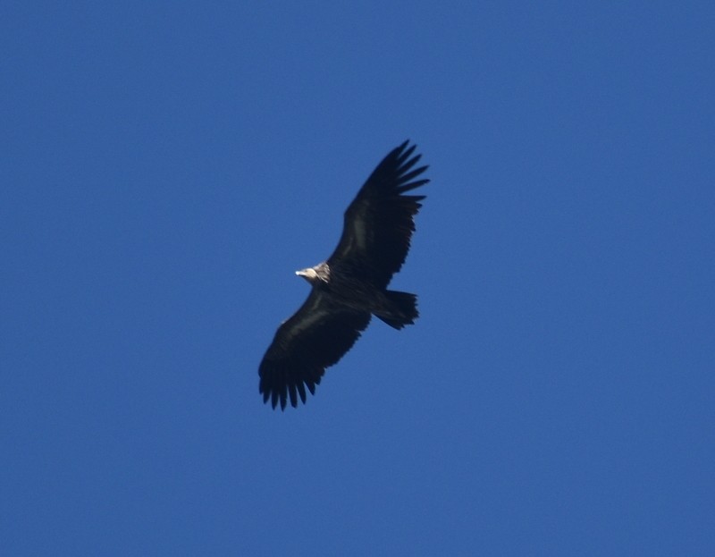 Vautour de l'Himalaya - ML645206080