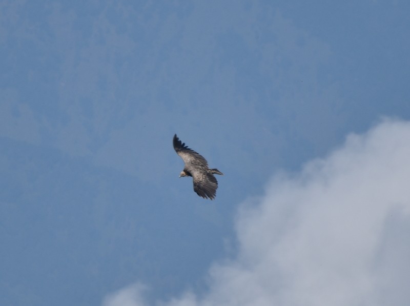 Vautour de l'Himalaya - ML645206082