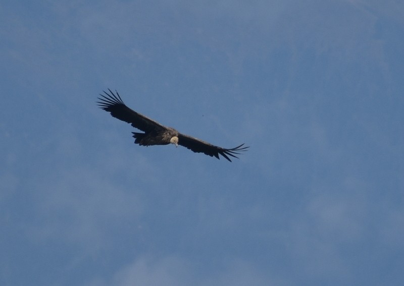 Vautour de l'Himalaya - ML645206083