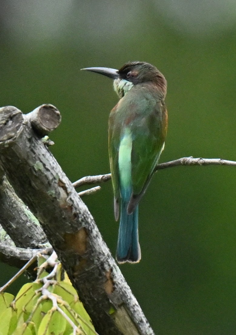 Blue-throated Bee-eater - ML645206084