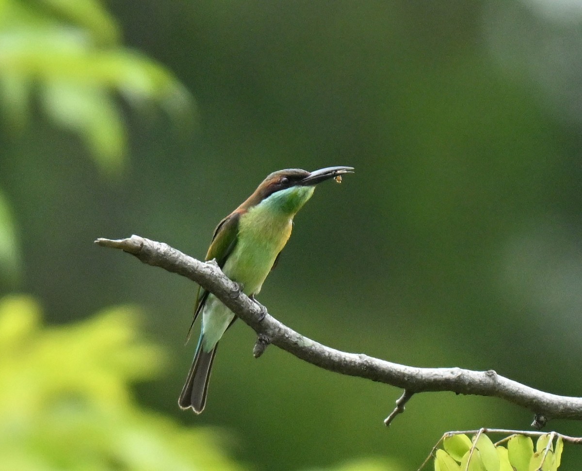 Blue-throated Bee-eater - ML645206085