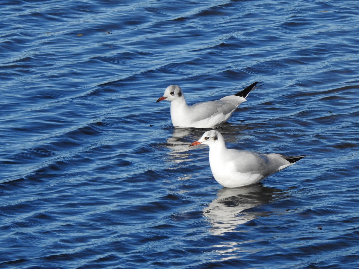 Black-headed Gull - ML645206086