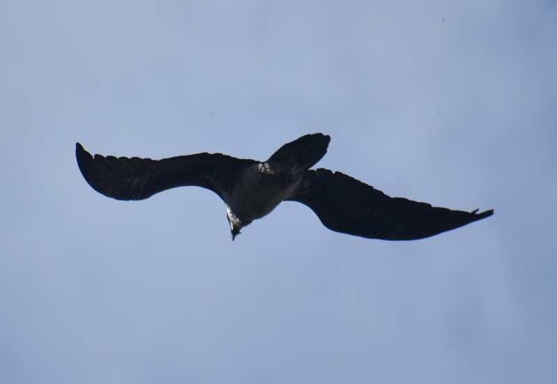 orlosup bradatý - ML645206087