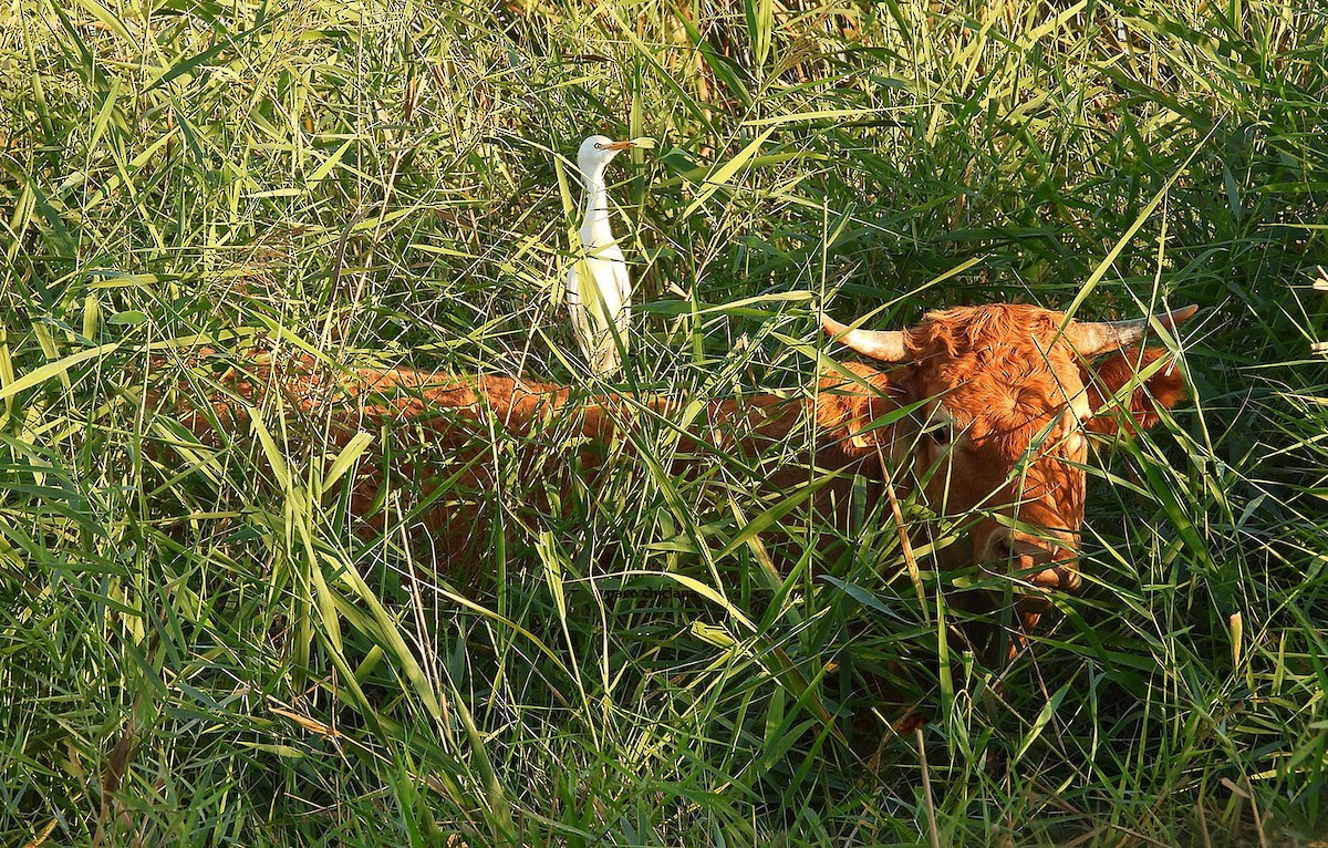 Western Cattle-Egret - ML645206088