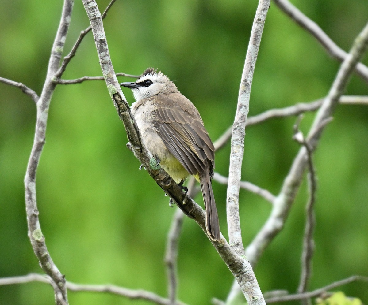 Yellow-vented Bulbul - ML645206090