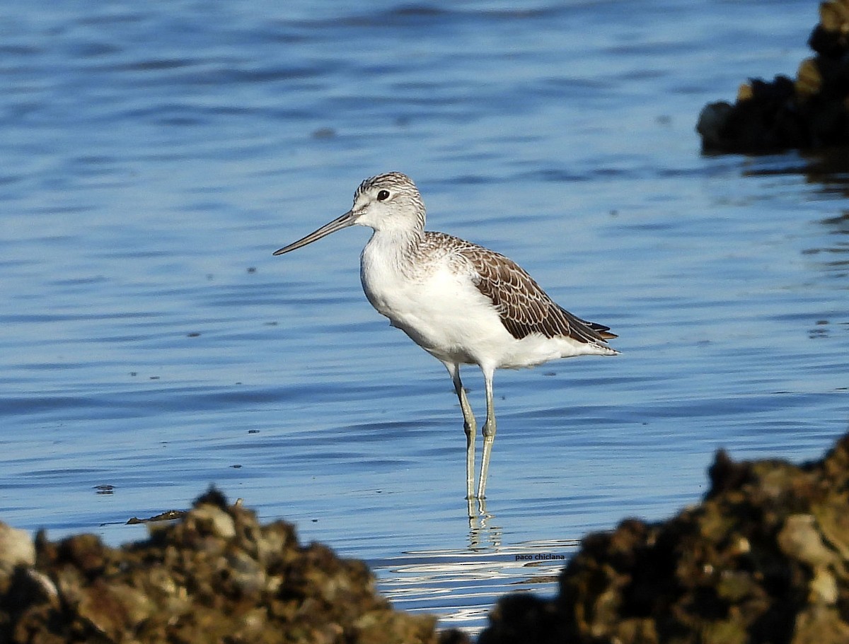 Common Greenshank - ML645206093