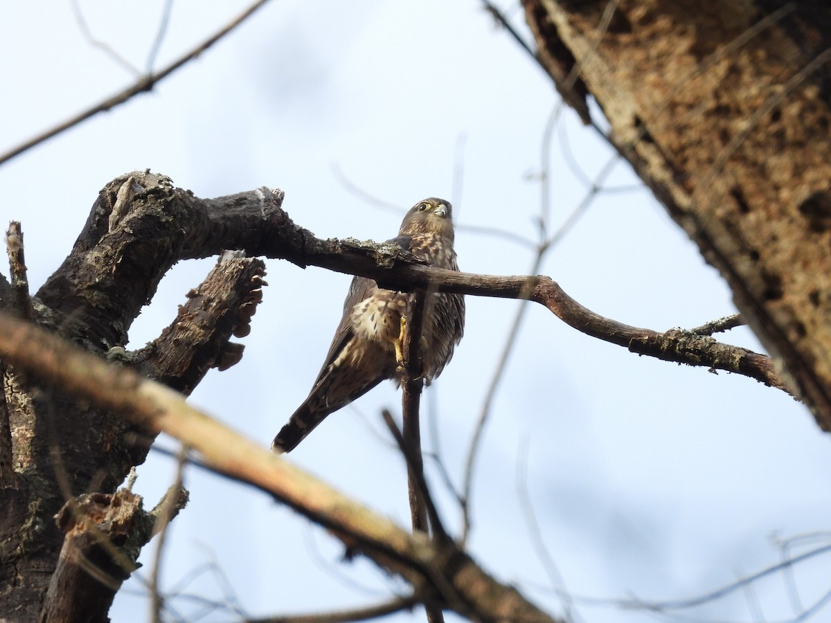 Merlin - ML645206099