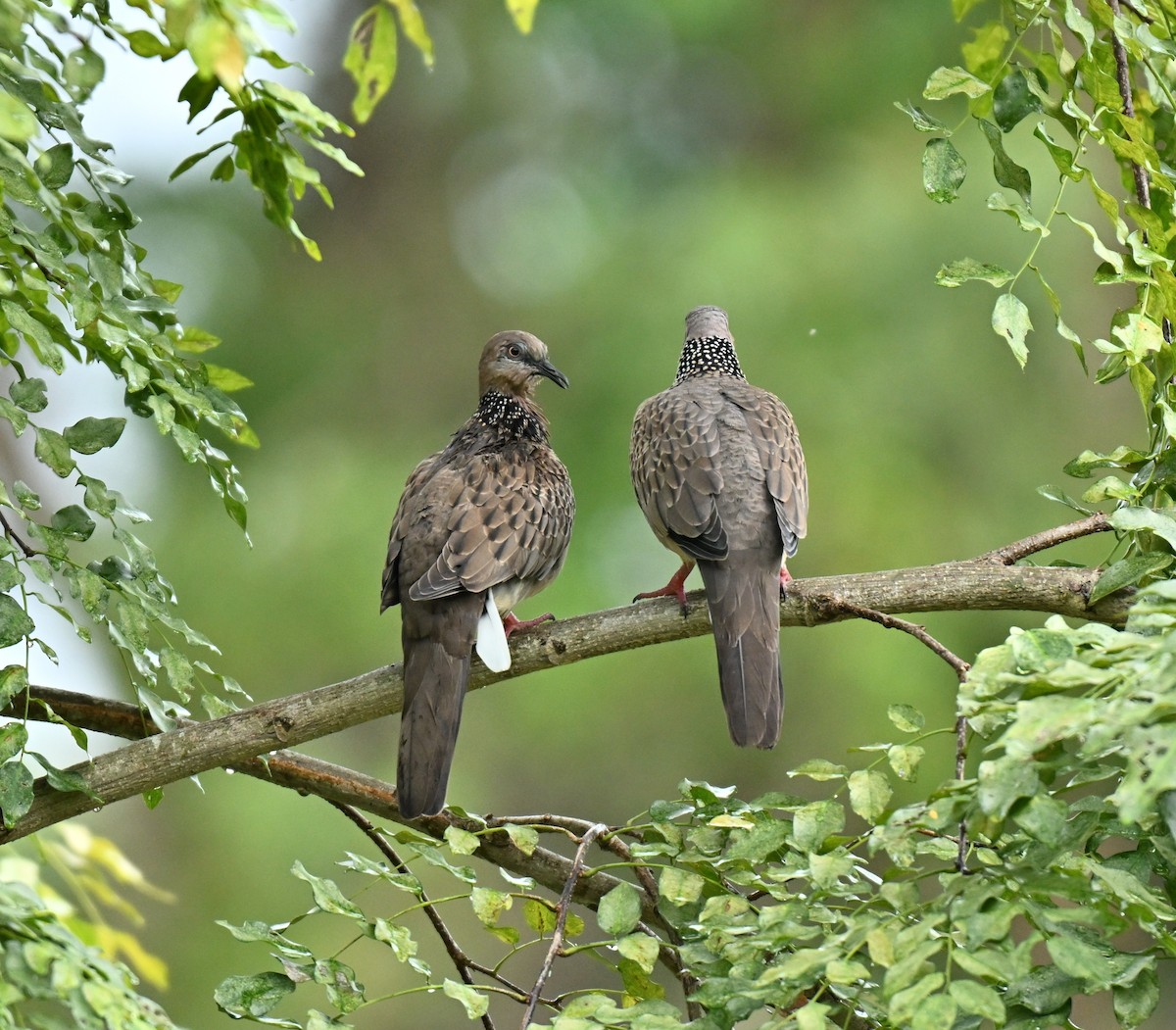 תור נקוד - ML645206102