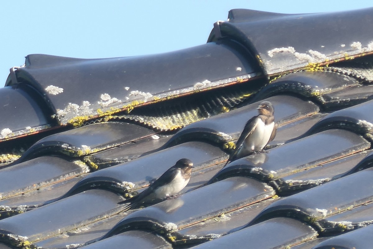 Barn Swallow - ML645206113