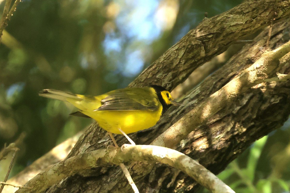 Болотянка чорногорла - ML645206120