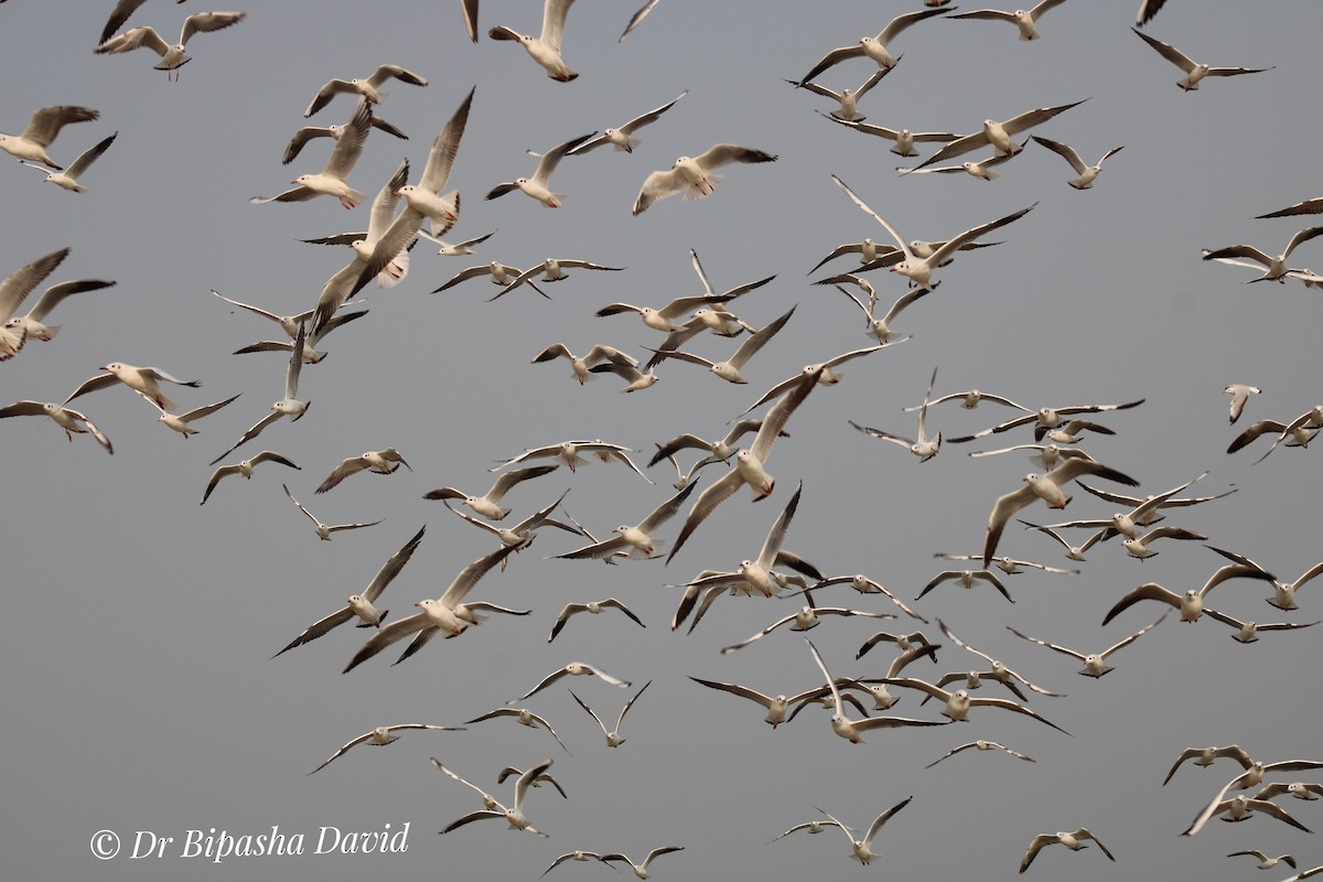 ユリカモメ - ML645206123