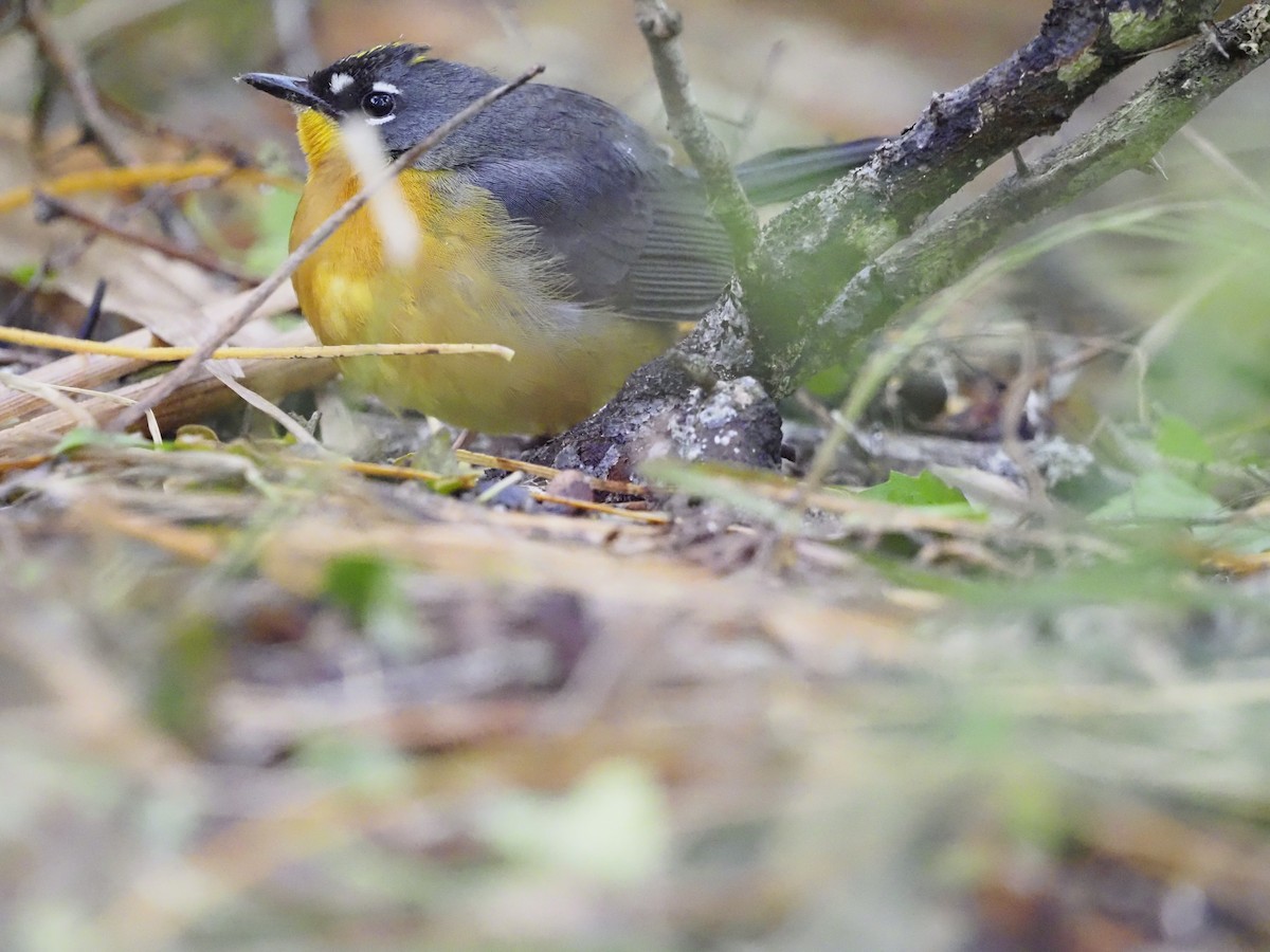 Веерохвостая корольковка - ML645206127