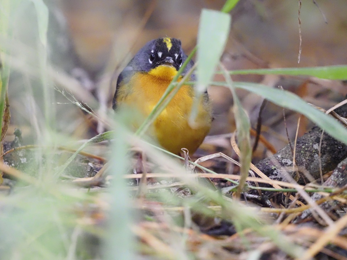 Веерохвостая корольковка - ML645206128