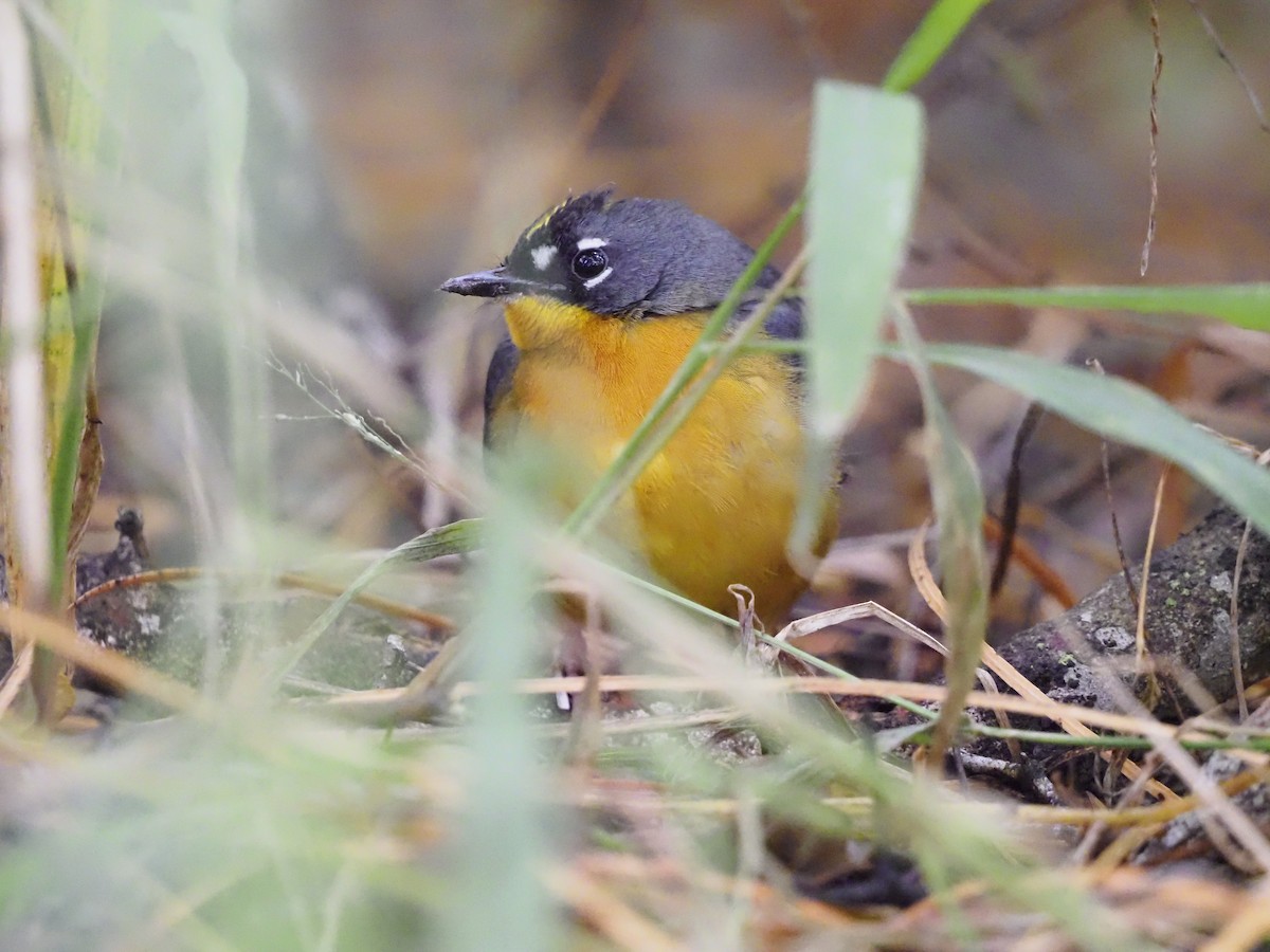 Веерохвостая корольковка - ML645206129