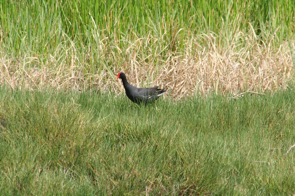 Американская камышница - ML645206131