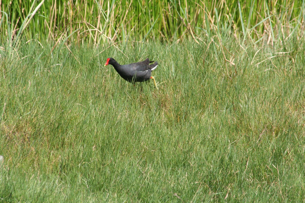 Американская камышница - ML645206132