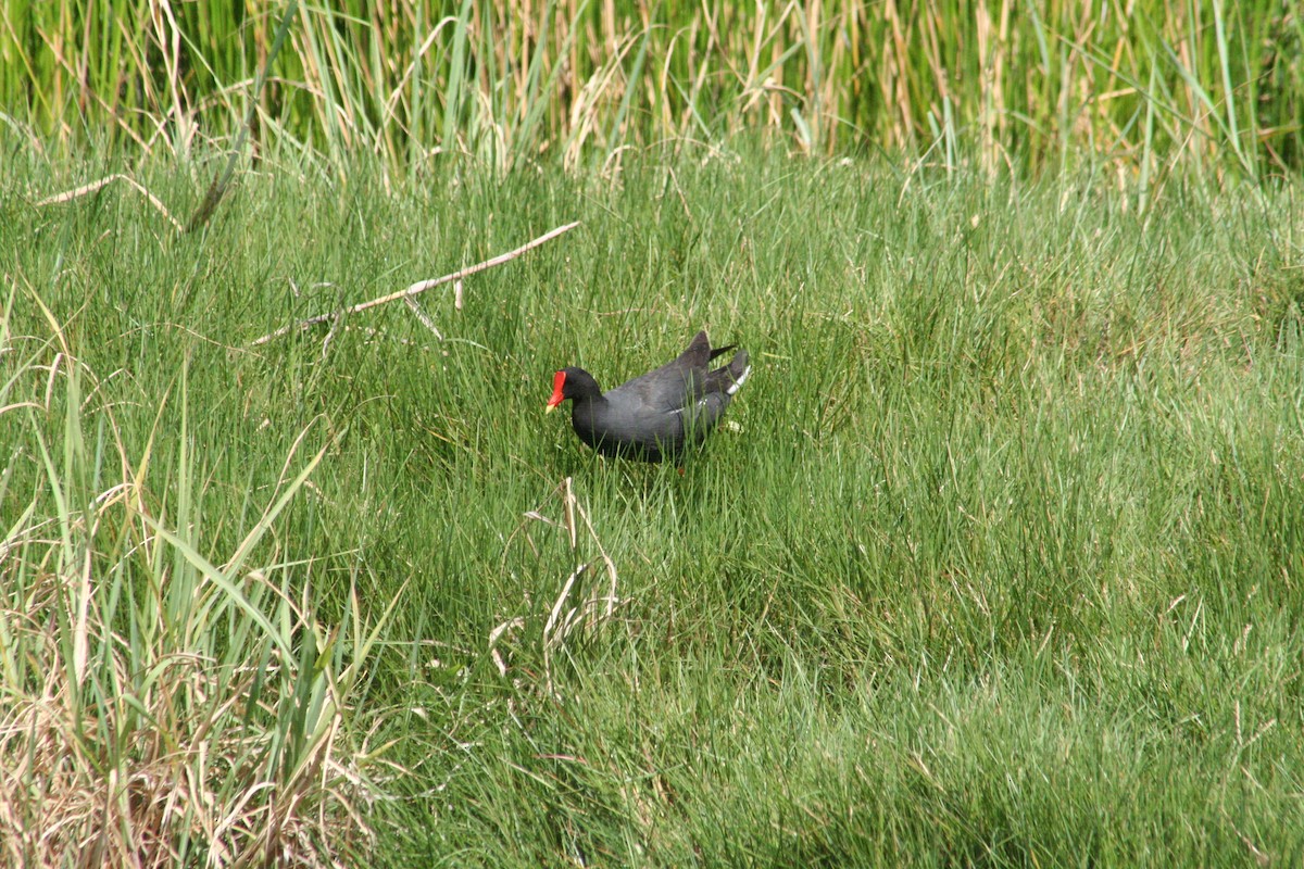 Common Gallinule - ML645206138