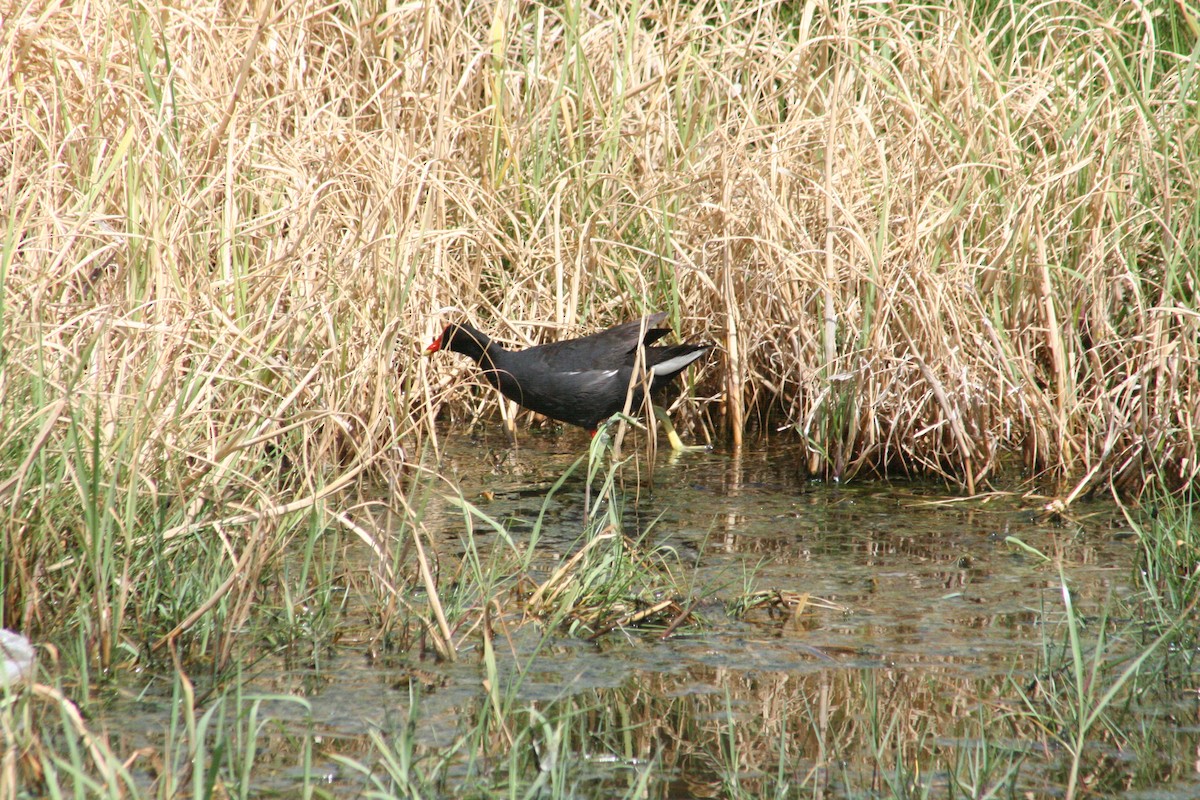 Common Gallinule - ML645206140