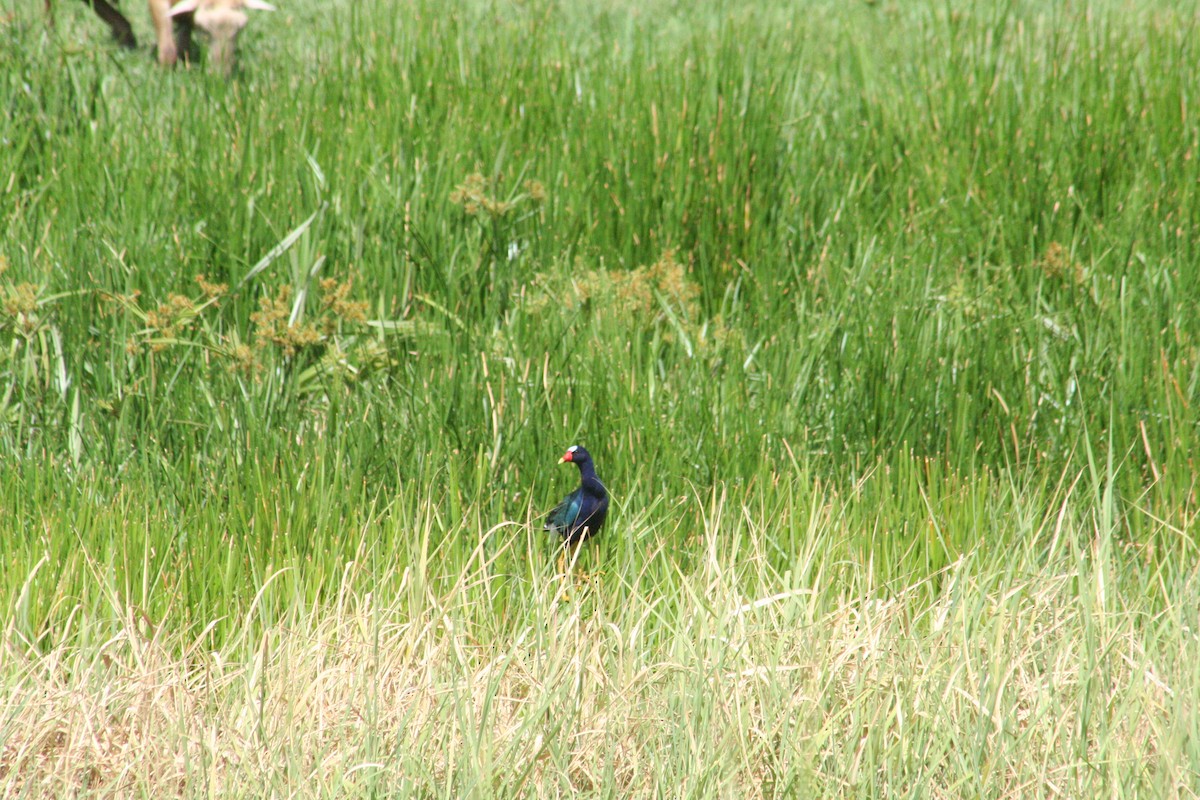 Purple Gallinule - ML645206152
