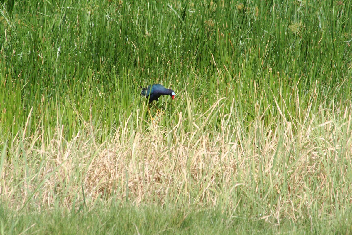 Purple Gallinule - ML645206156