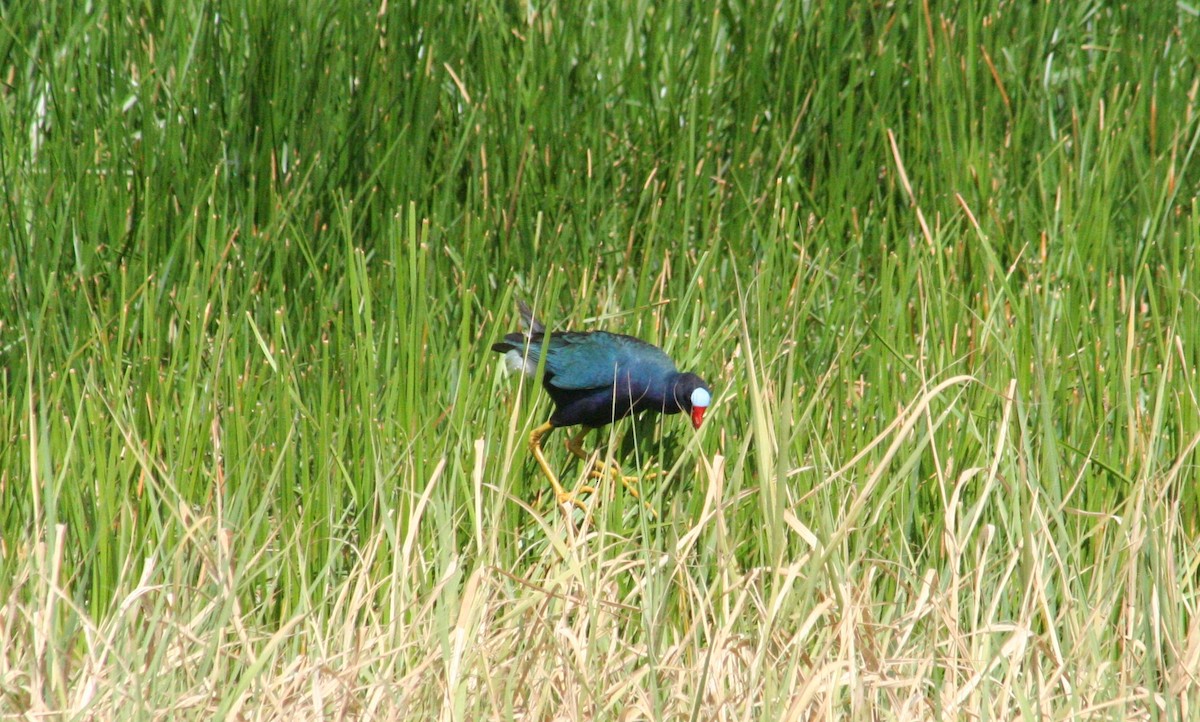 Purple Gallinule - ML645206158