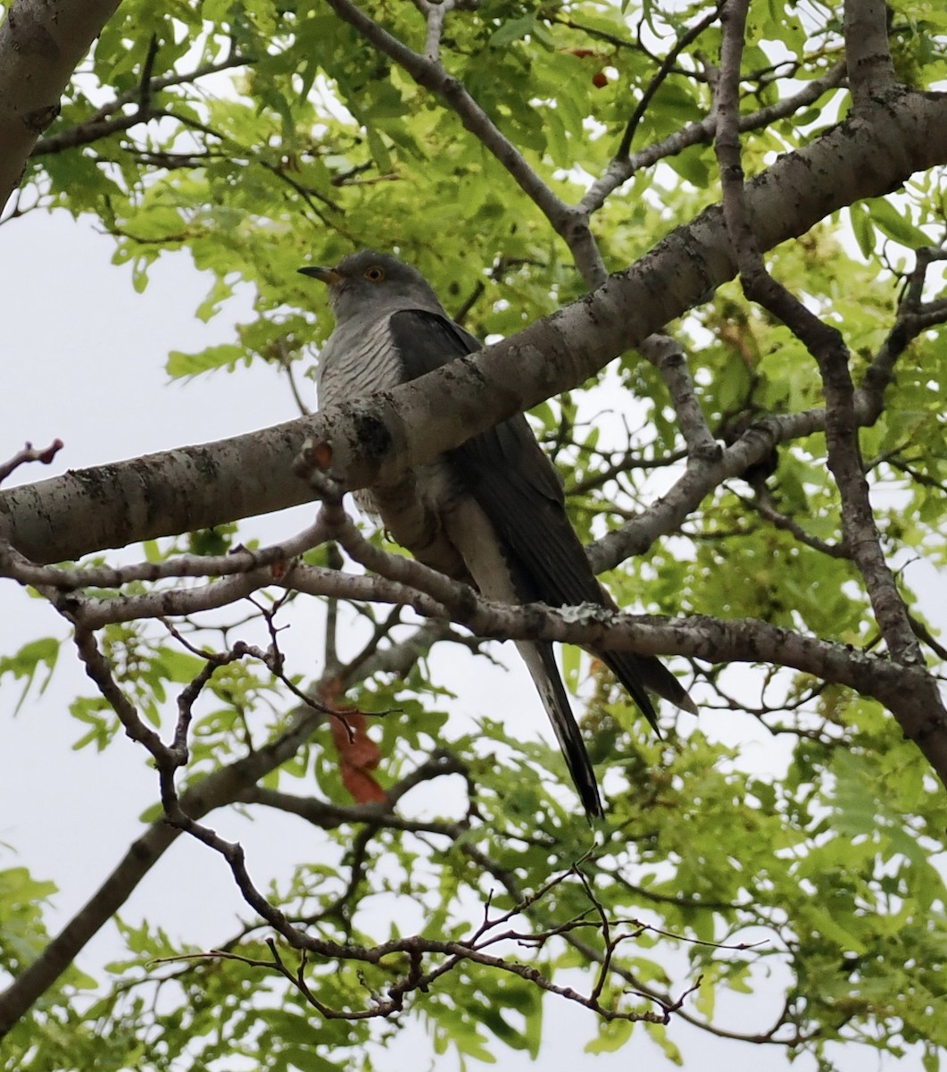 Coucou africain - ML645206159