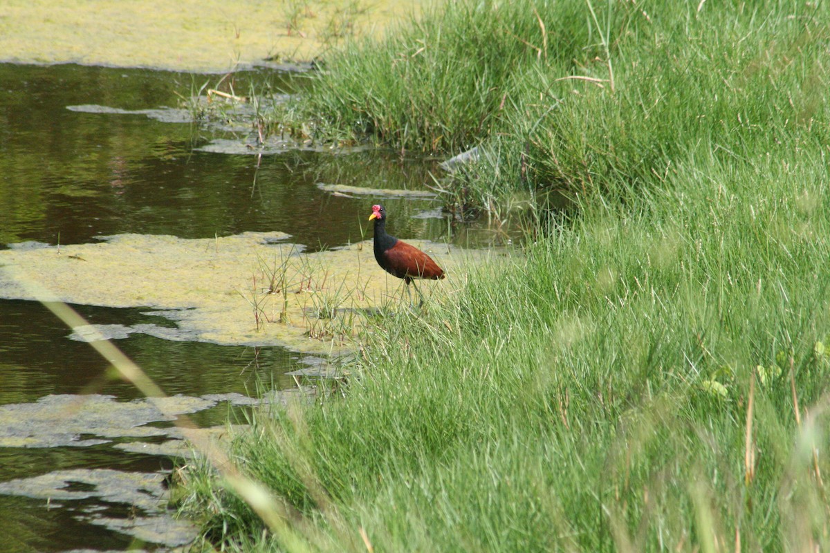 Wattled Jacana - ML645206164