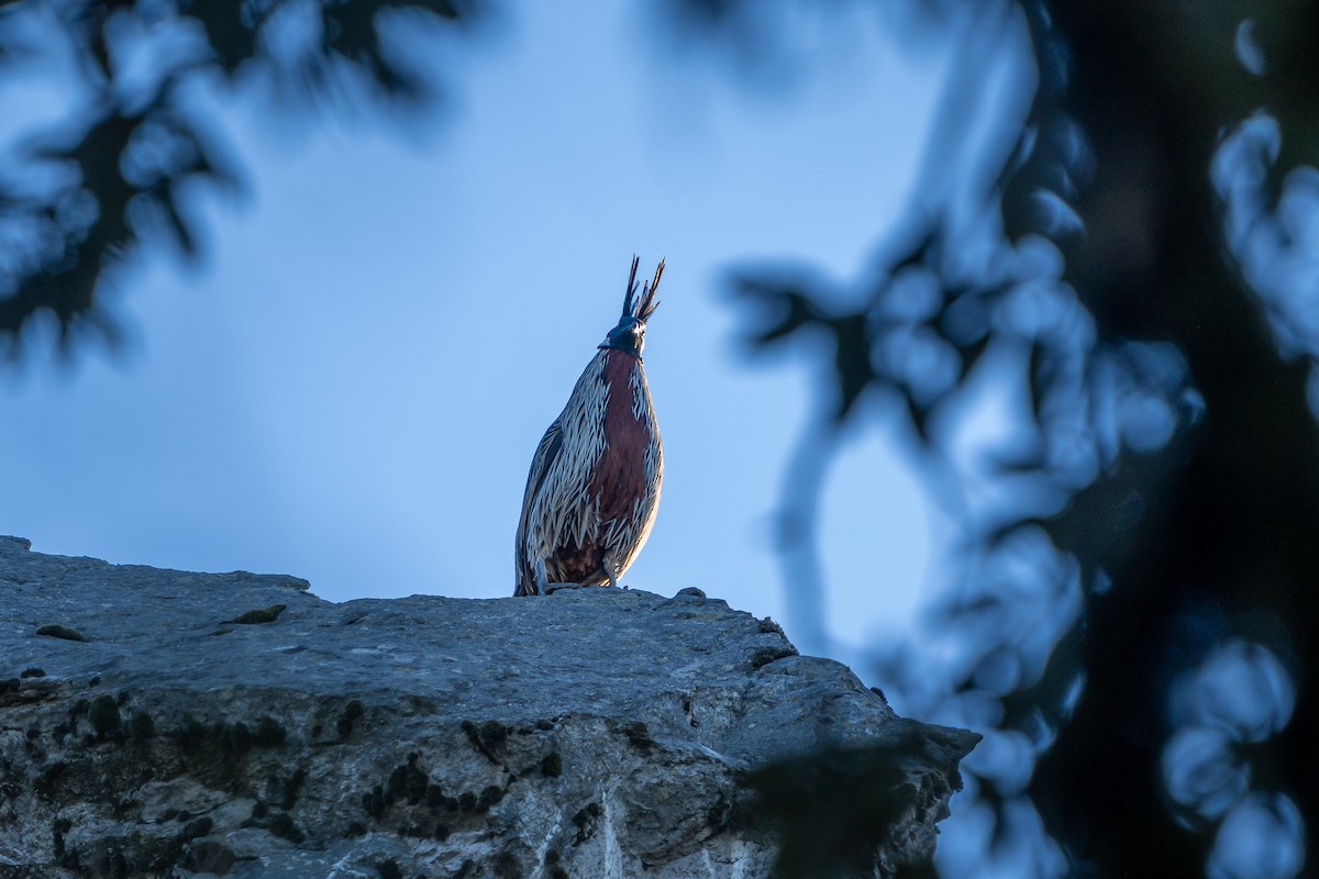 bažant chocholatý - ML645206168