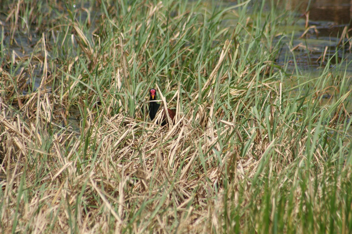 ナンベイレンカク - ML645206169