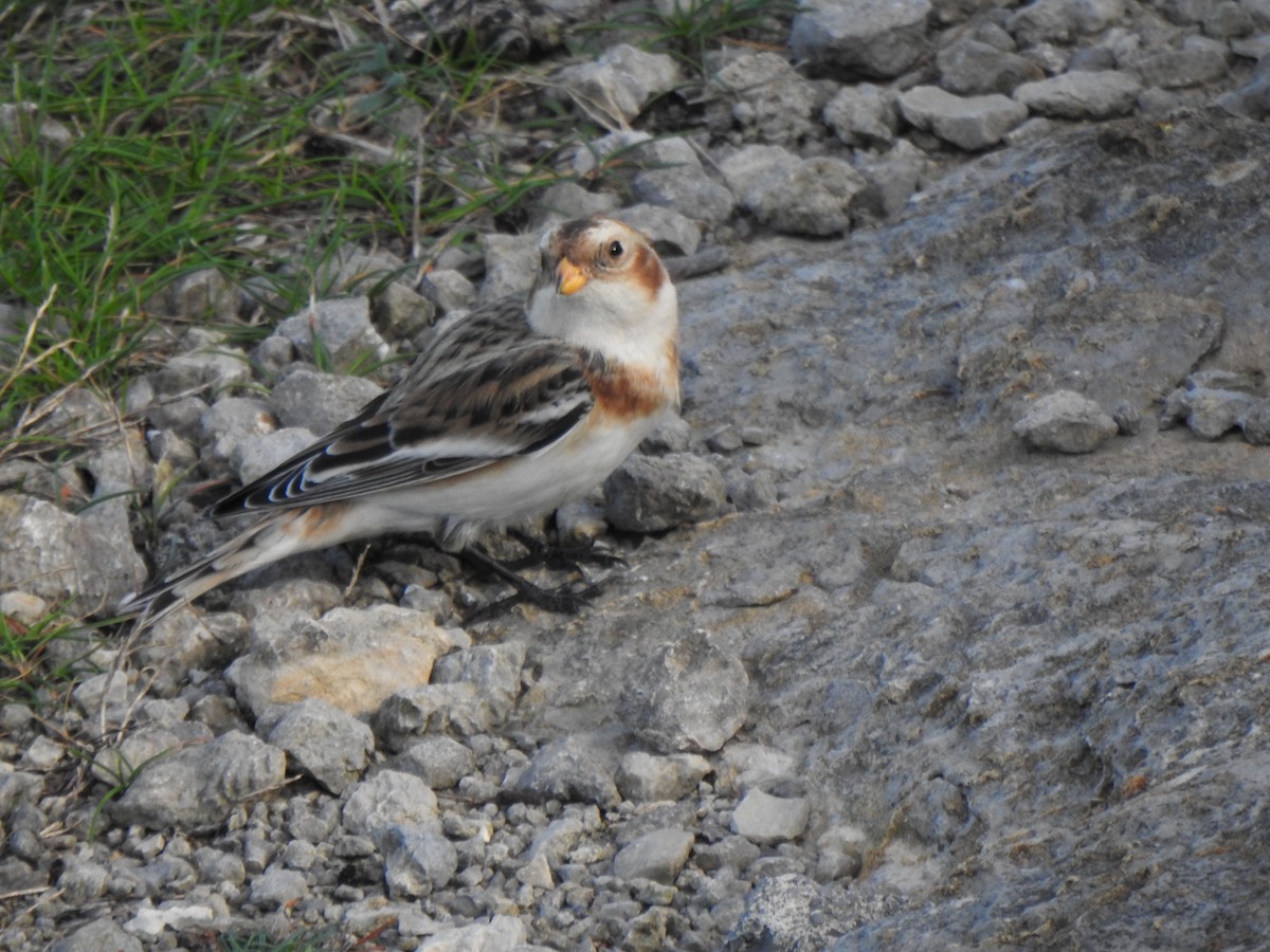 Elur-berdantza - ML645206170