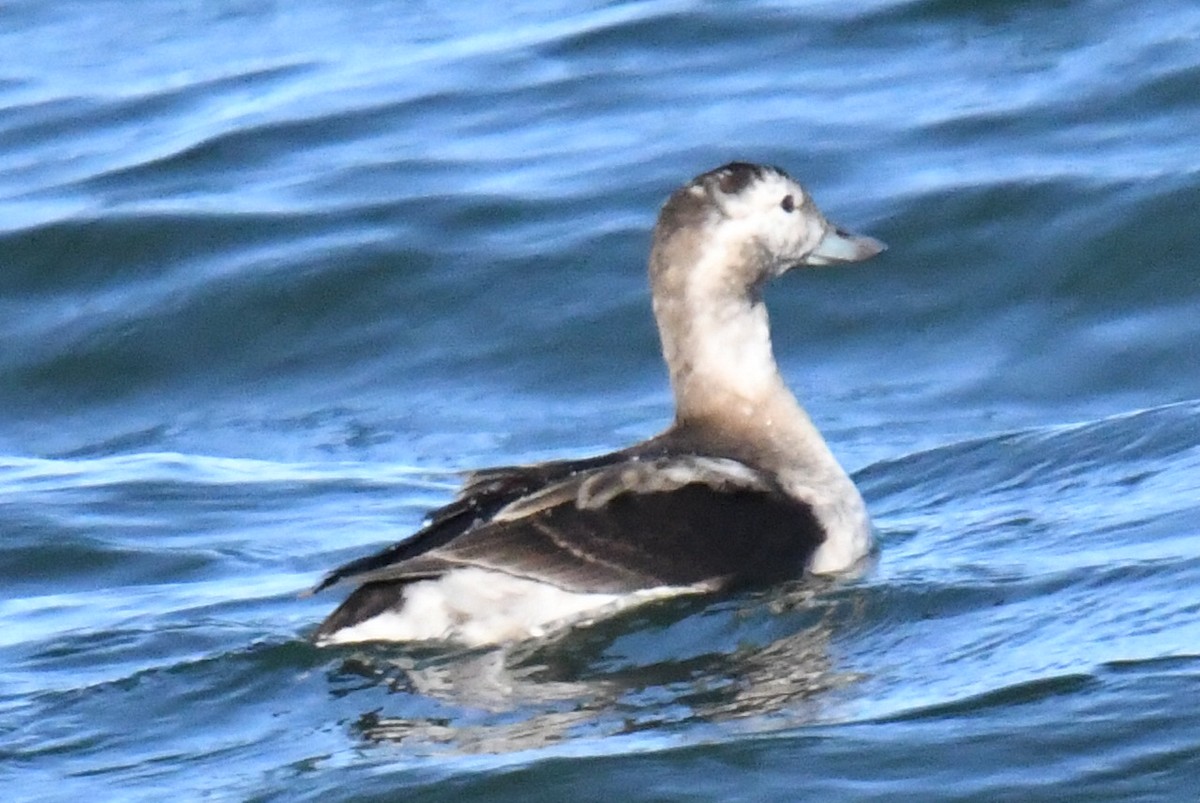 コオリガモ - ML645206171