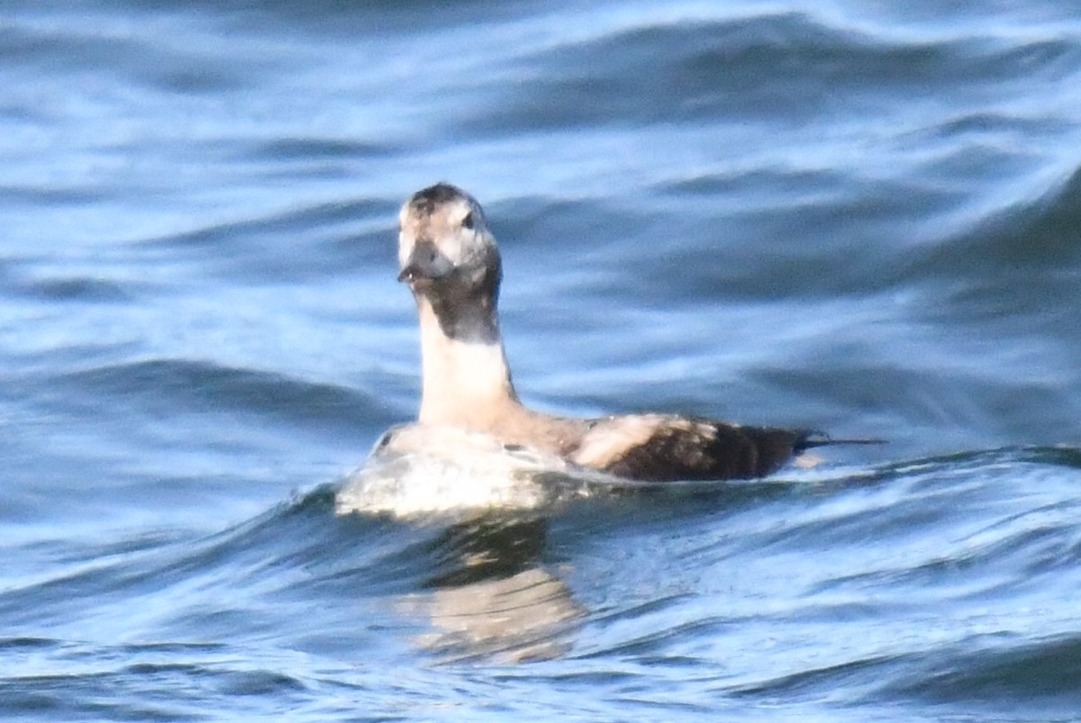 コオリガモ - ML645206172