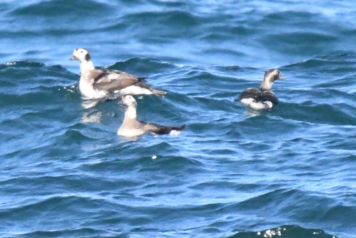 コオリガモ - ML645206173