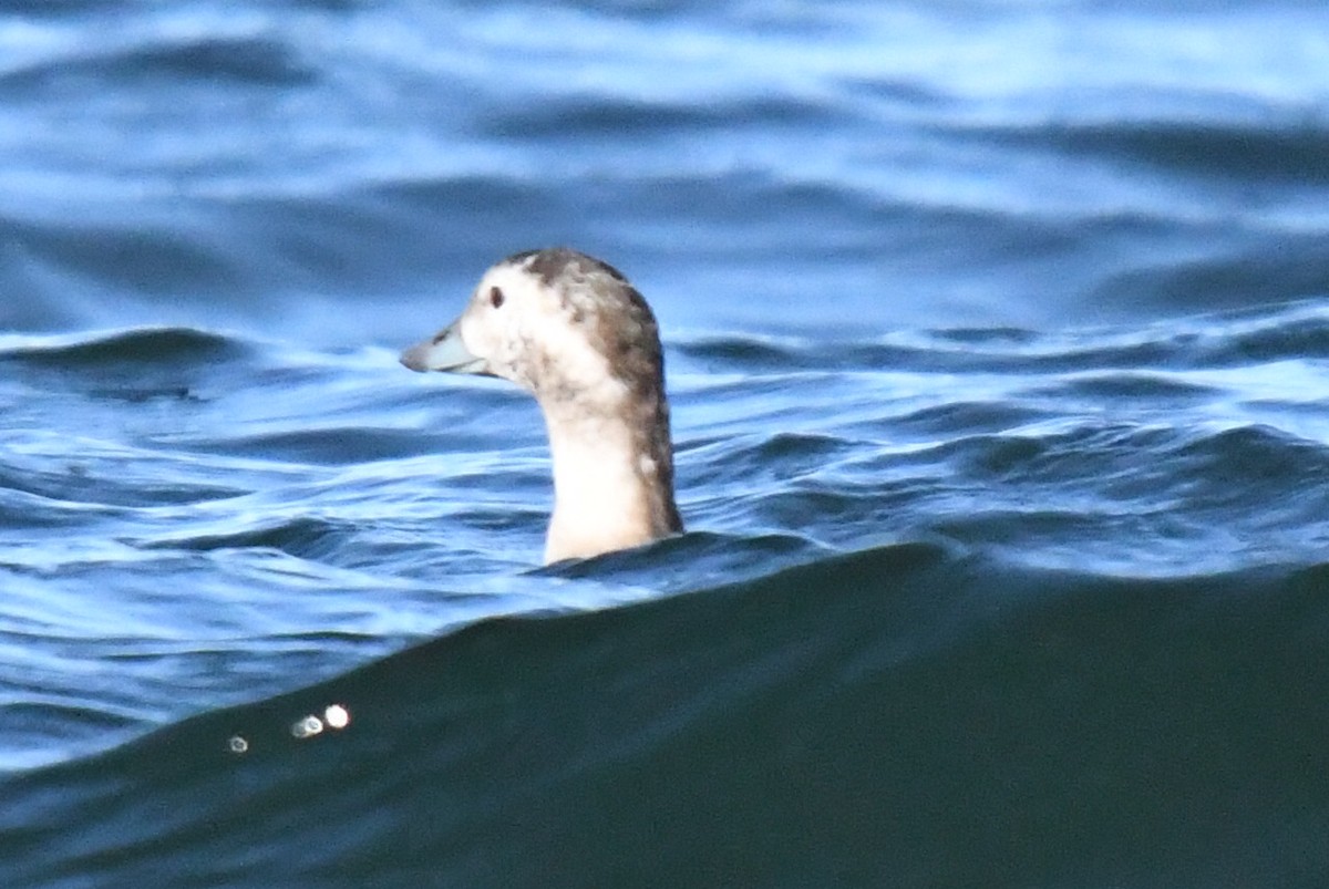 コオリガモ - ML645206174