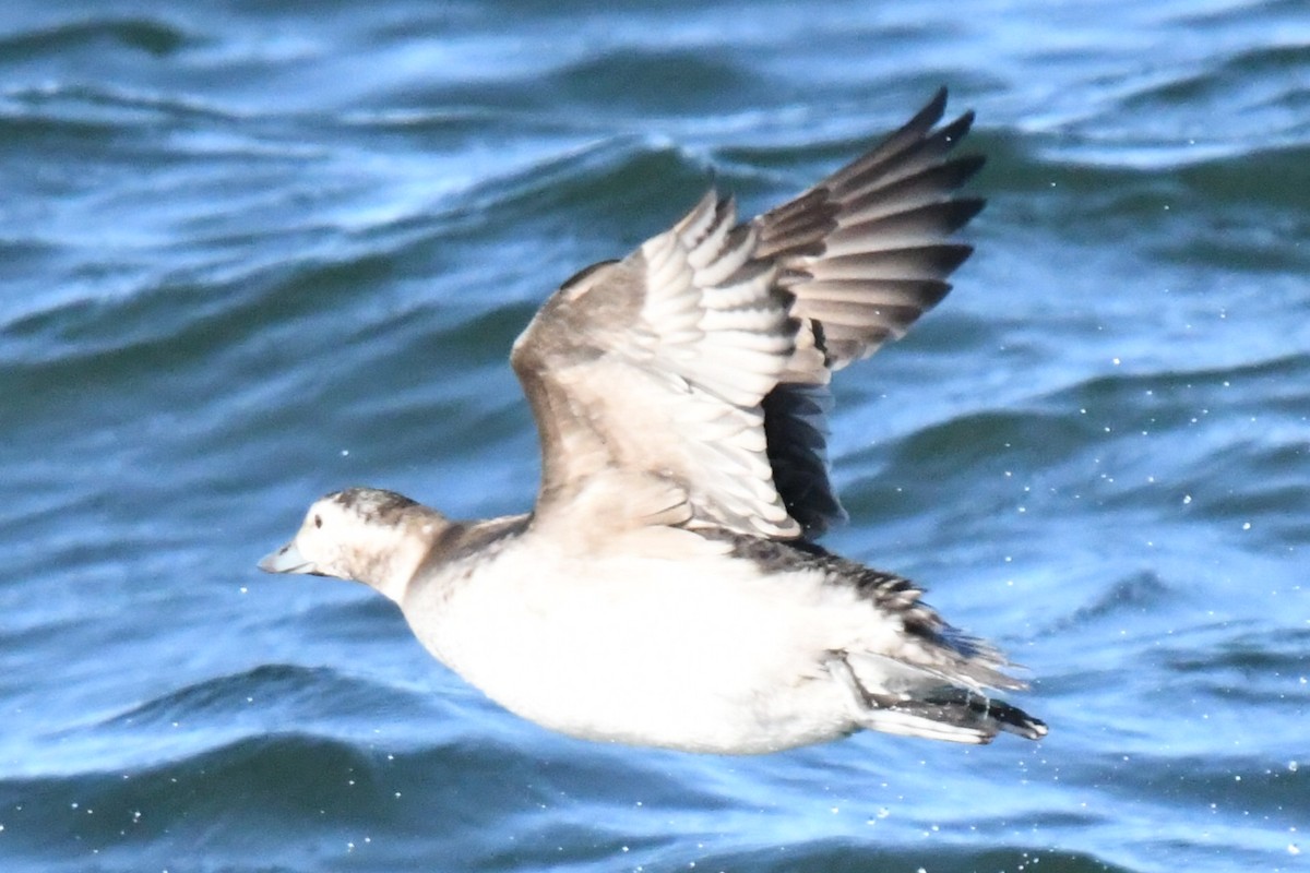 コオリガモ - ML645206175