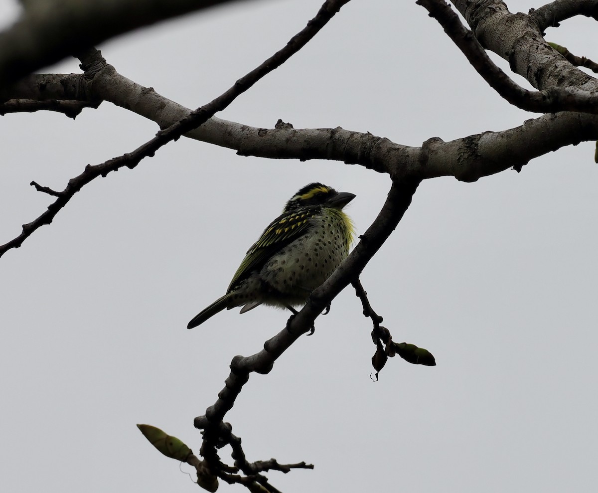 ミオンボコゴシキドリ - ML645206179